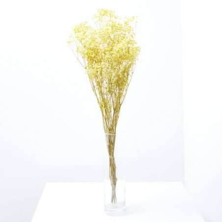 Gypsophila paniculata amarilla