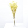 Gypsophila paniculata amarilla