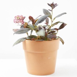 HORTENSIA ECLIPSE MACETA 3L