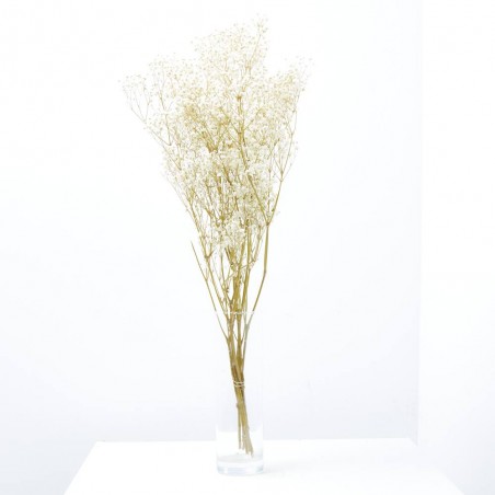 PANICULATA M-40 NATURAL FL