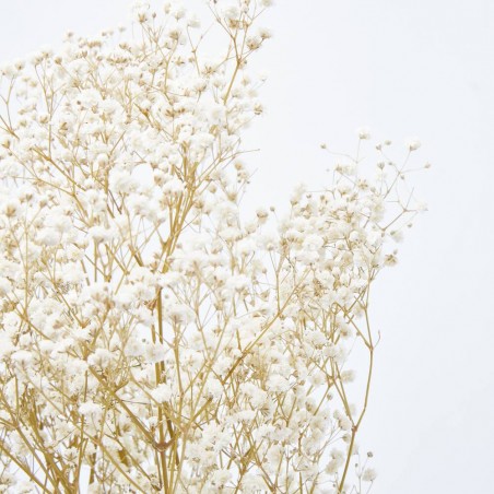 PANICULATA M-40 NATURAL FL