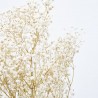 PANICULATA M-40 NATURAL FL