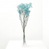 PANICULATA M-40 SALMON FL
