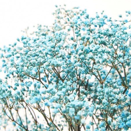 PANICULATA M-40 SALMON FL