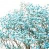 PANICULATA M-40 SALMON FL