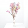 PANICULATA RAINBOW PAQUETE