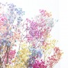 PANICULATA RAINBOW PAQUETE