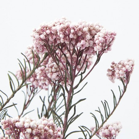 FLOR ARROZ PAQUETE FL