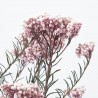 FLOR ARROZ PAQUETE FL