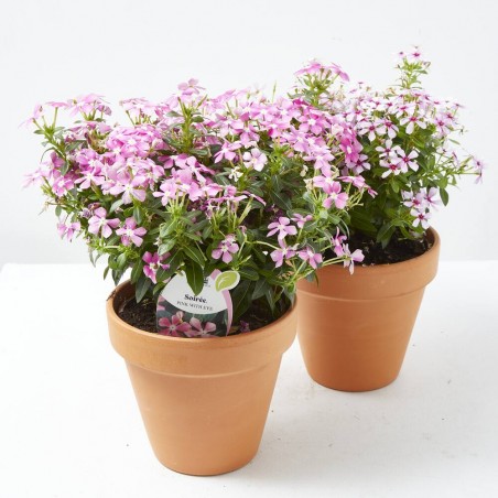 VINCA SOIREE M-13
