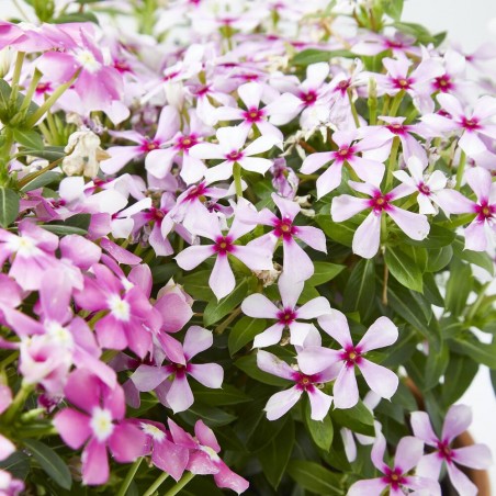 VINCA SOIREE M-13