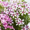 VINCA SOIREE M-13