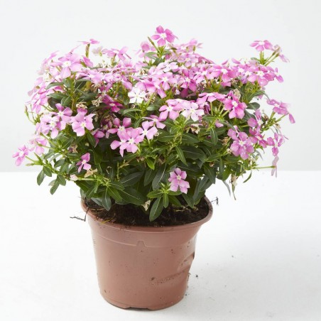 VINCA SOIREE M-13