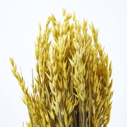 Avena sativa amarilla