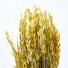 Avena sativa amarilla