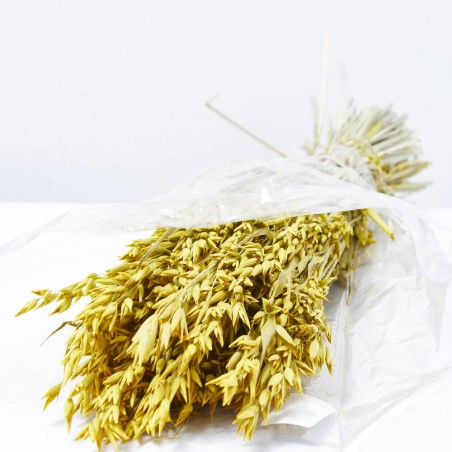 Avena sativa amarilla