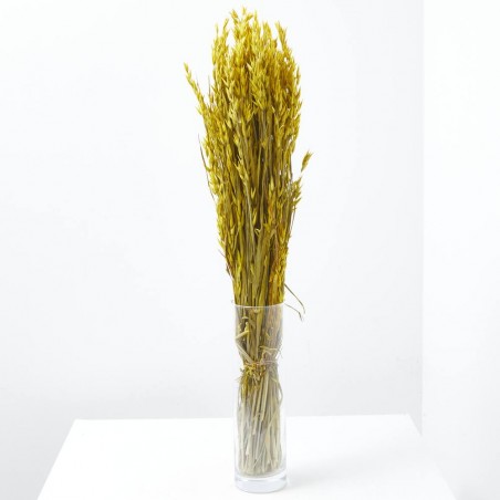 Avena sativa amarilla