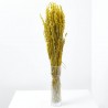 Avena sativa amarilla
