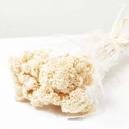 Achilea silvestre blanca