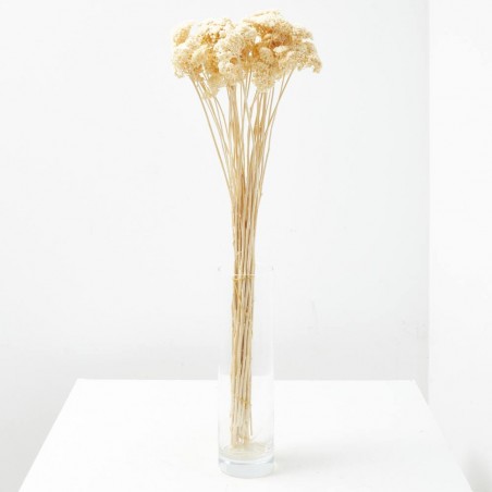 Achilea silvestre blanca