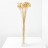 Achilea silvestre blanca