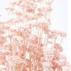 Achillea silvestre rosa suave