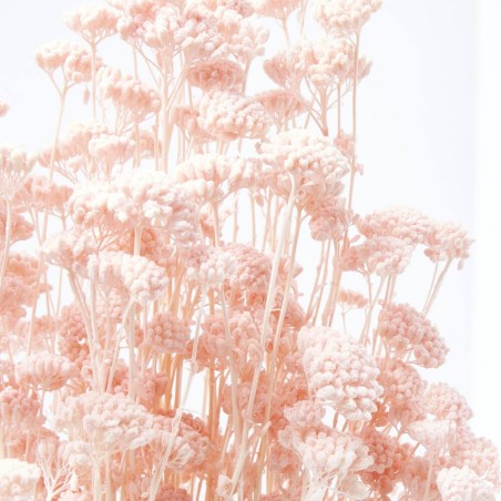 Achillea silvestre rosa suave