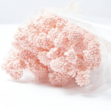 Achillea silvestre rosa suave