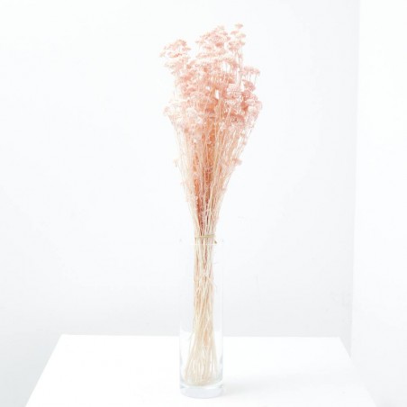 Achillea silvestre rosa suave