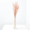 Achillea silvestre rosa suave