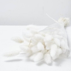 Lagurus blanco