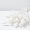 Lagurus blanco