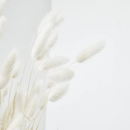 Lagurus blanco