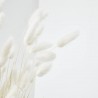 Lagurus blanco