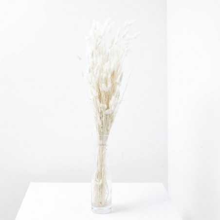 Lagurus blanco