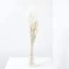 Lagurus blanco