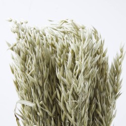 Avena sativa natural