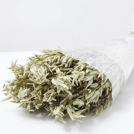 Avena sativa natural