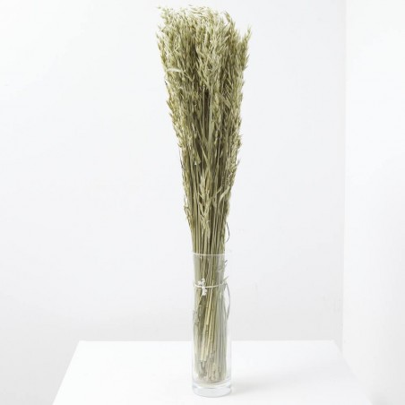Avena sativa natural
