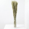 Avena sativa natural