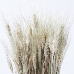 Triticum natural