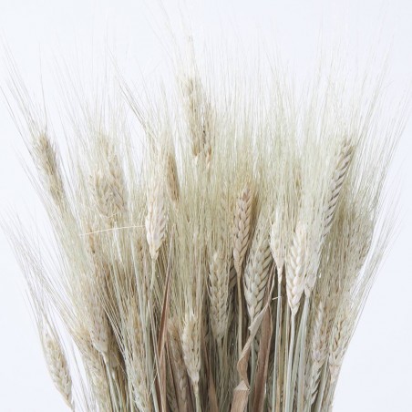Triticum natural