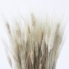 Triticum natural