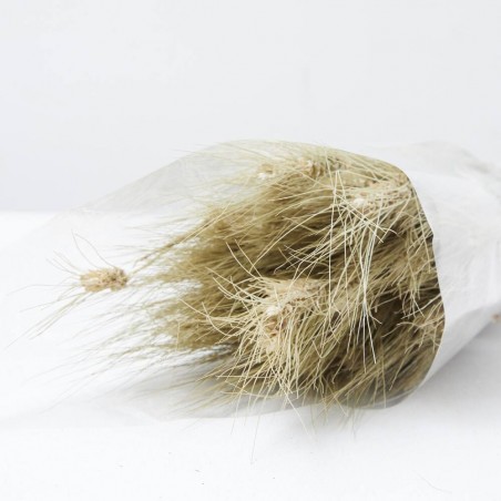 Triticum natural