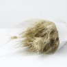 Triticum natural