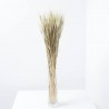 Triticum natural