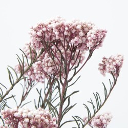 Flor de arroz liofilizada