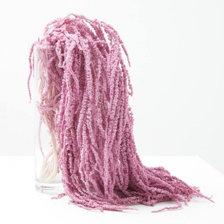 Amaranthus liofilizado rosa