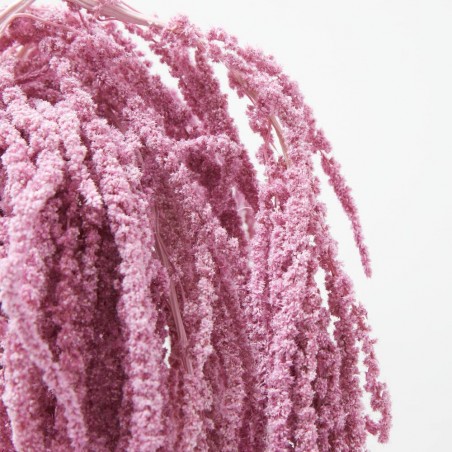 Amaranthus liofilizado rosa