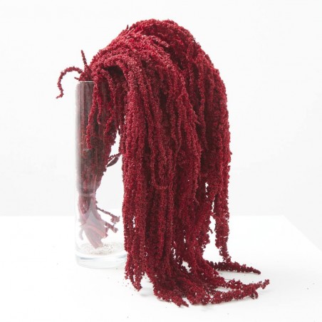 Amaranthus liofilizado rojo